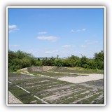 buggy11a